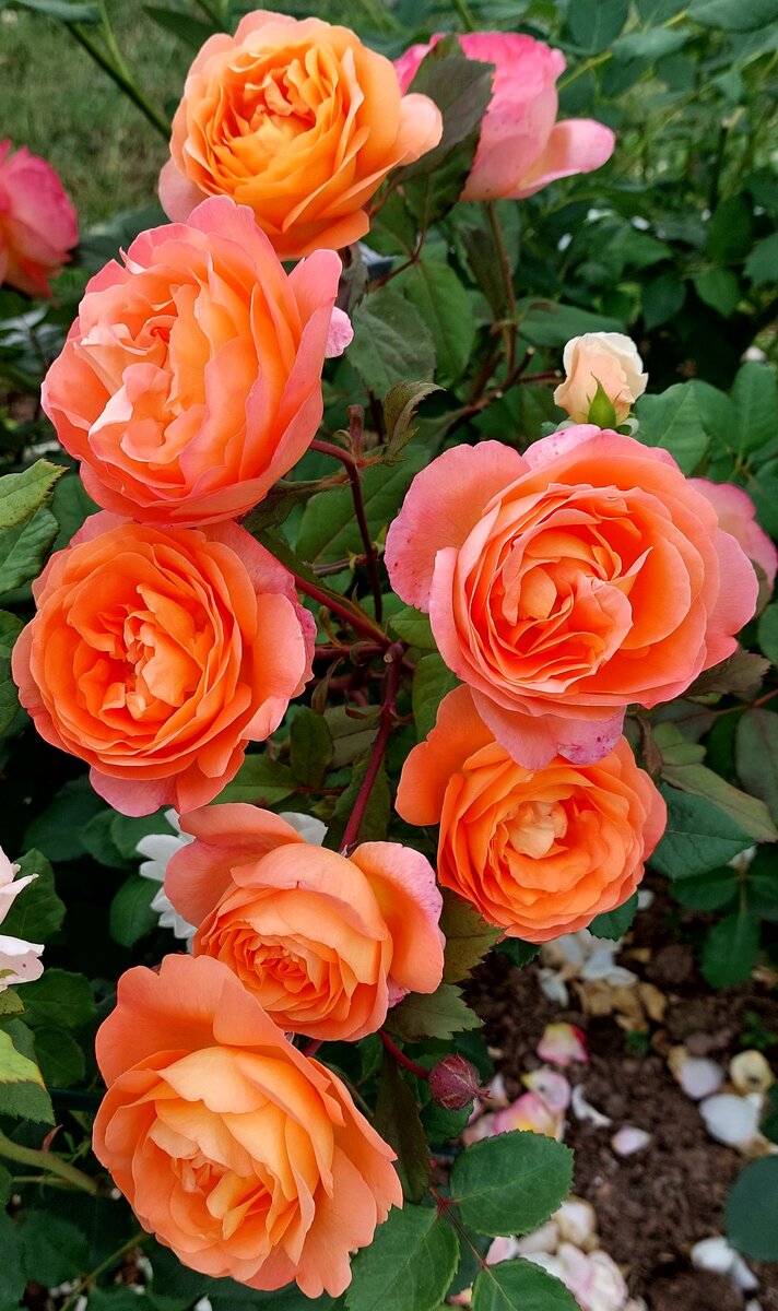 Леди Эмма Гамильтон. "Остинка".