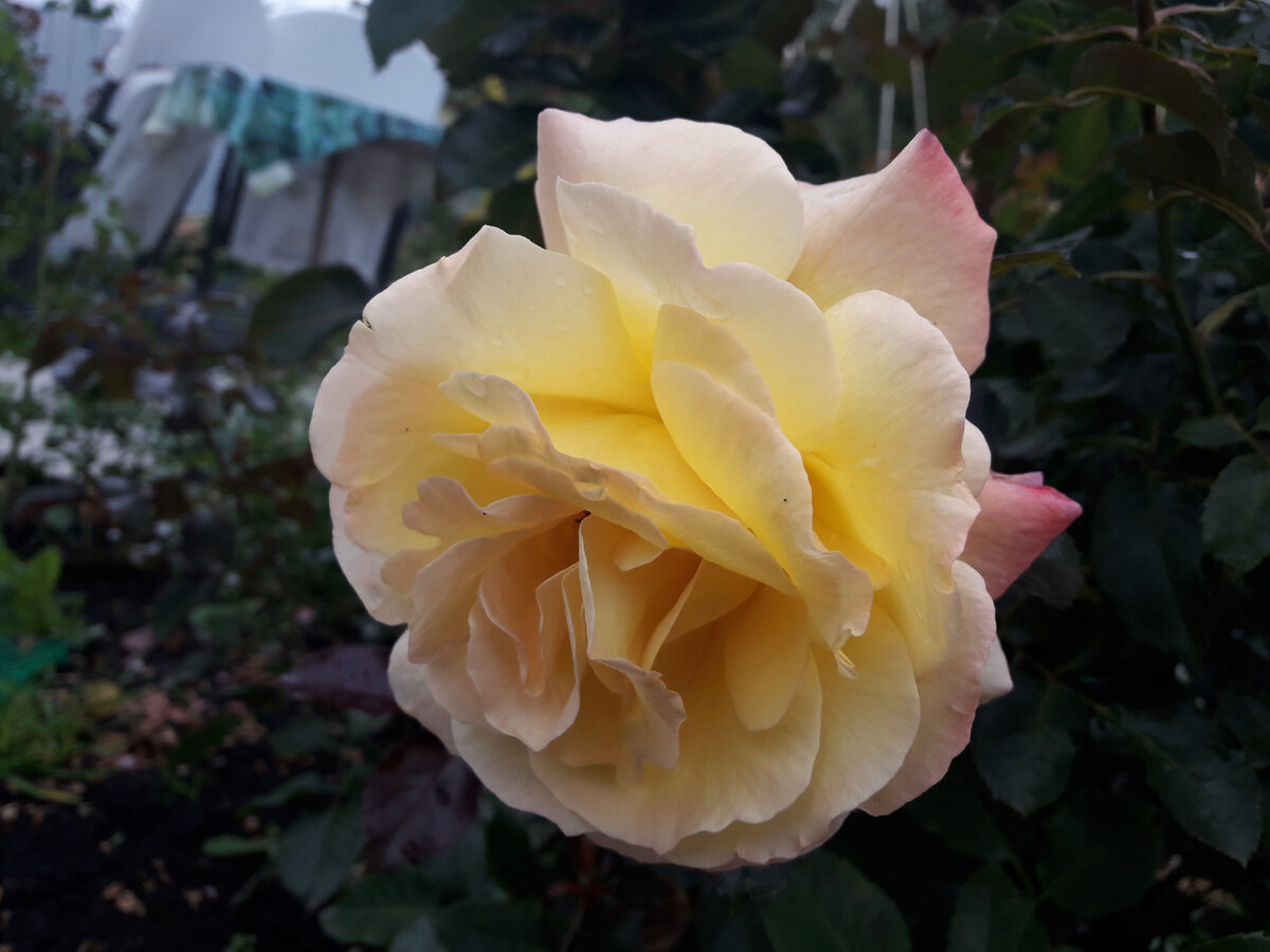 правда ведь похожа немного на Пис)