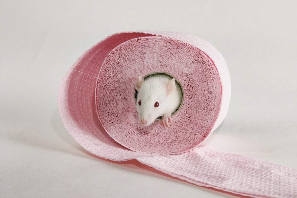 Что делать, если крыса попала к вам через унитаз в квартиру?