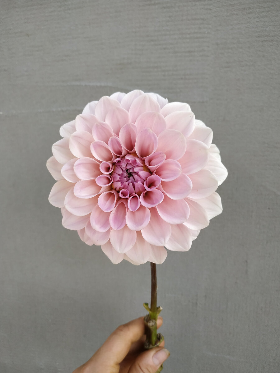 георгин сорта Sweet Nathalie.сезон 2021