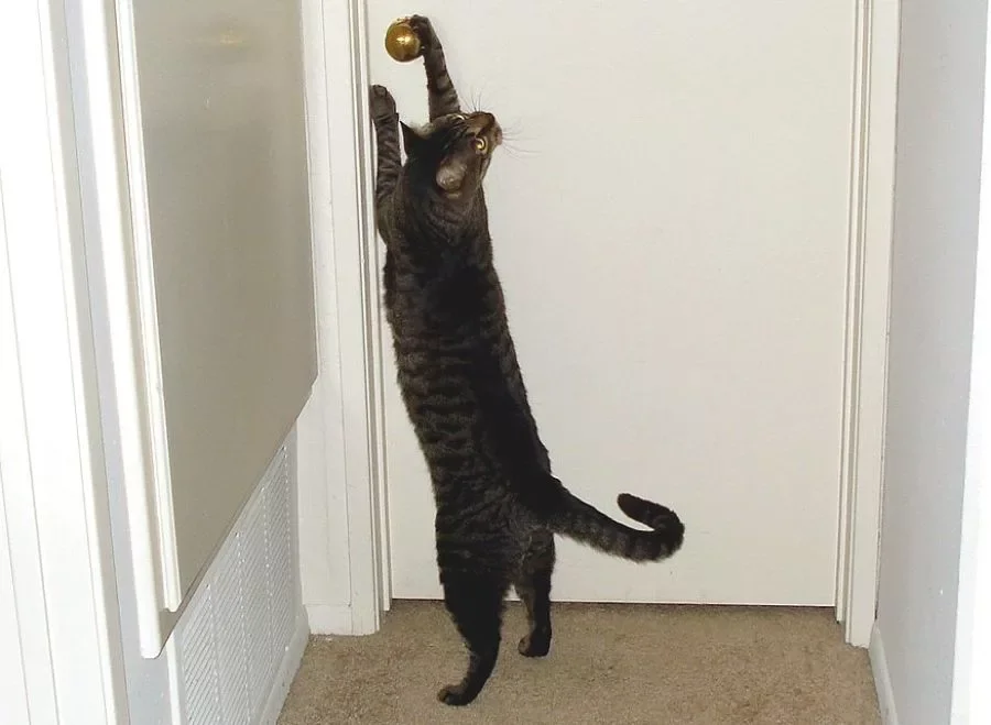 Почему коты лазят