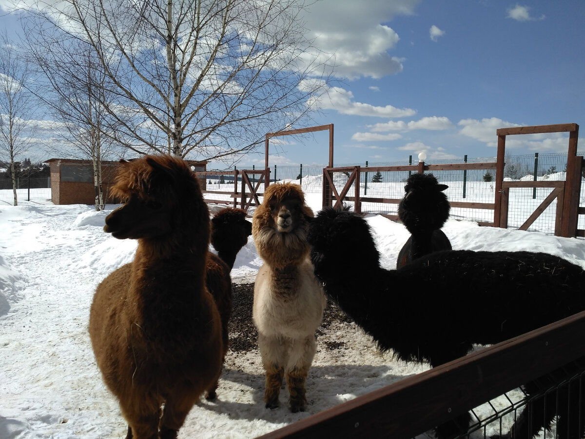 Альпаки