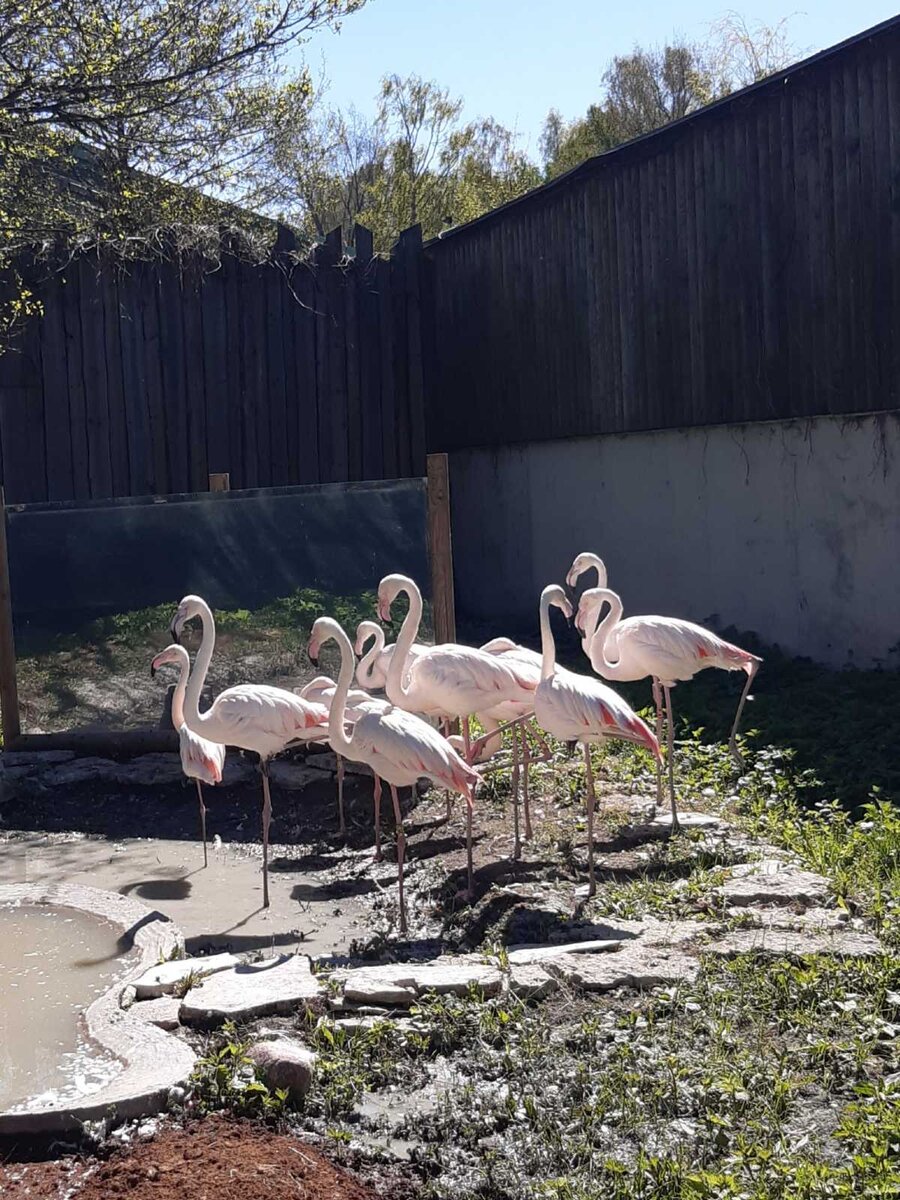 Таллинский зоопарк. Фламинго. Фото автора. 18.05.22