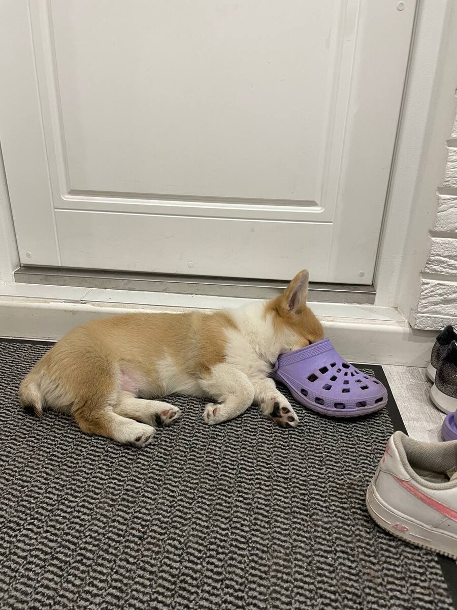 Это частый случай, когда корги спит уткнувшись в обувь, фото подписчика, опубликовано с разрешения автора