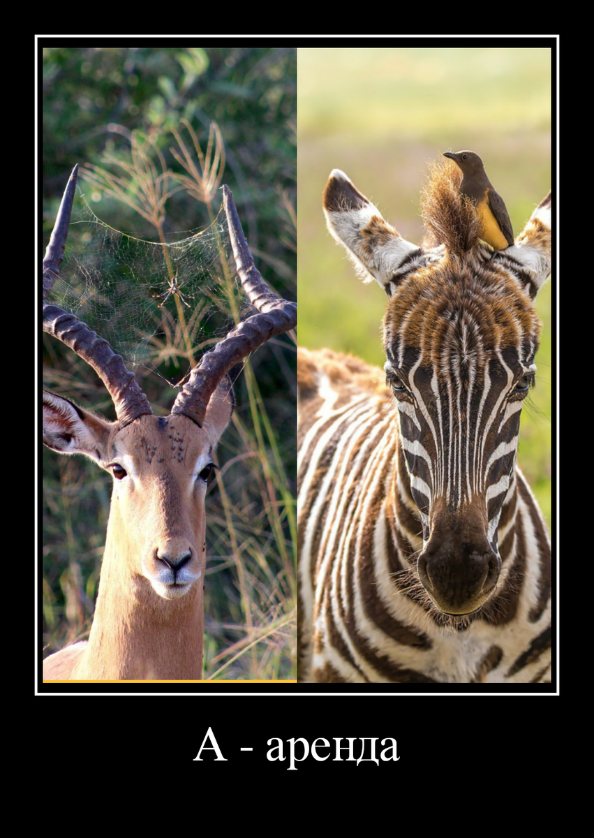 Надеюсь условия взаимовыгодные)