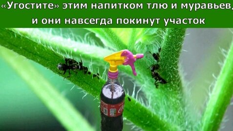 Отношения между тлей и муравьев. Чистотел против тли и муравьев. Я  не верила но  от муравьев..... Аватар против тли. Корица против муравьев.