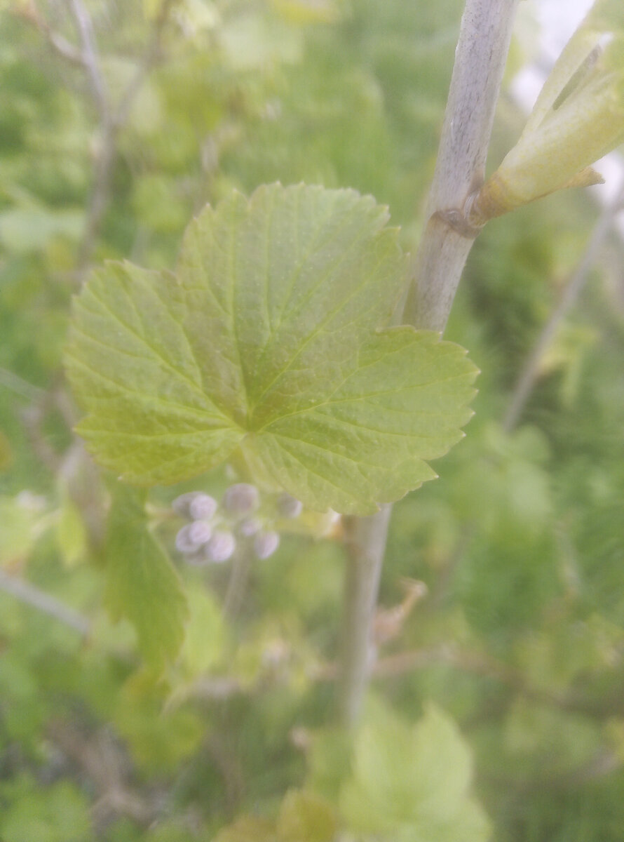 Смородина в мае