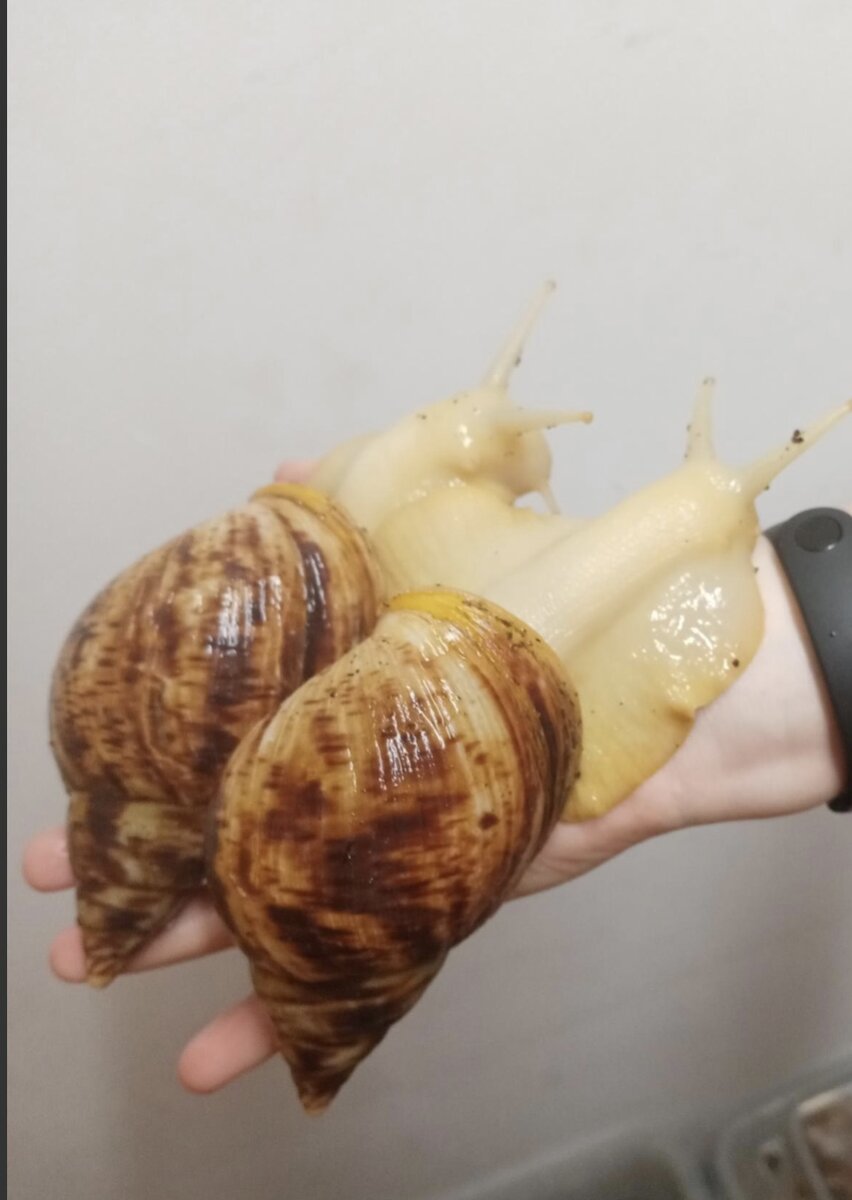 Улитки-ахатины 