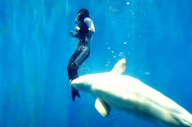 Говорящие киты: могут ли белухи общаться с людьми?