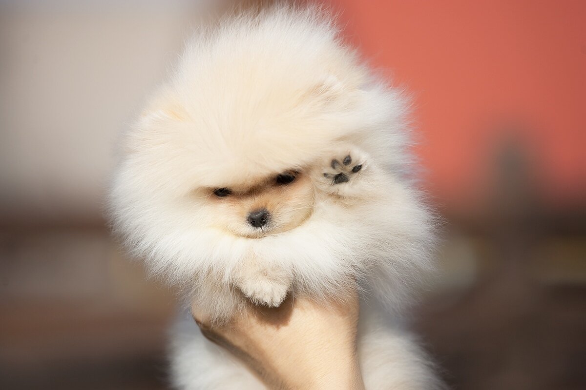 Орский Блюз Харитоша-сын Орского Блюза Потапа.