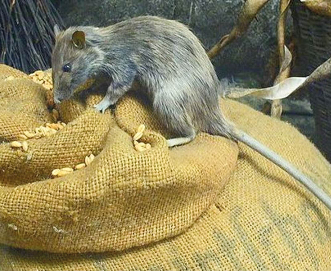 Фото: stringfixer.com