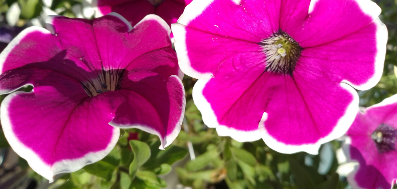 Простая жизнь