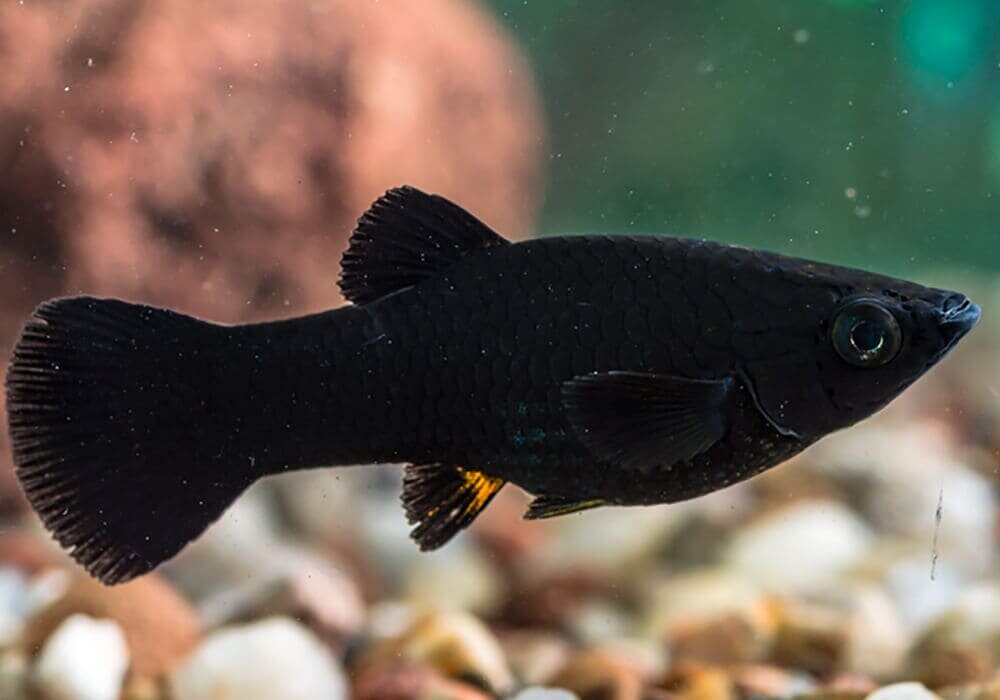 Виды черных рыб