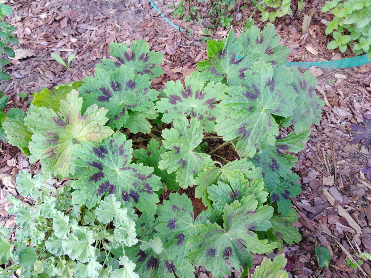 Geranium phaeum l. герань темно-бурая. Герань Самобор. Герань Rod solbaskа. Пеларгония Малокса фото.