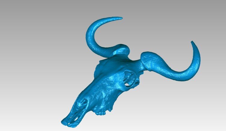    Оцифрованный череп голубого гну, использовавшийся в исследовании / © phys.org