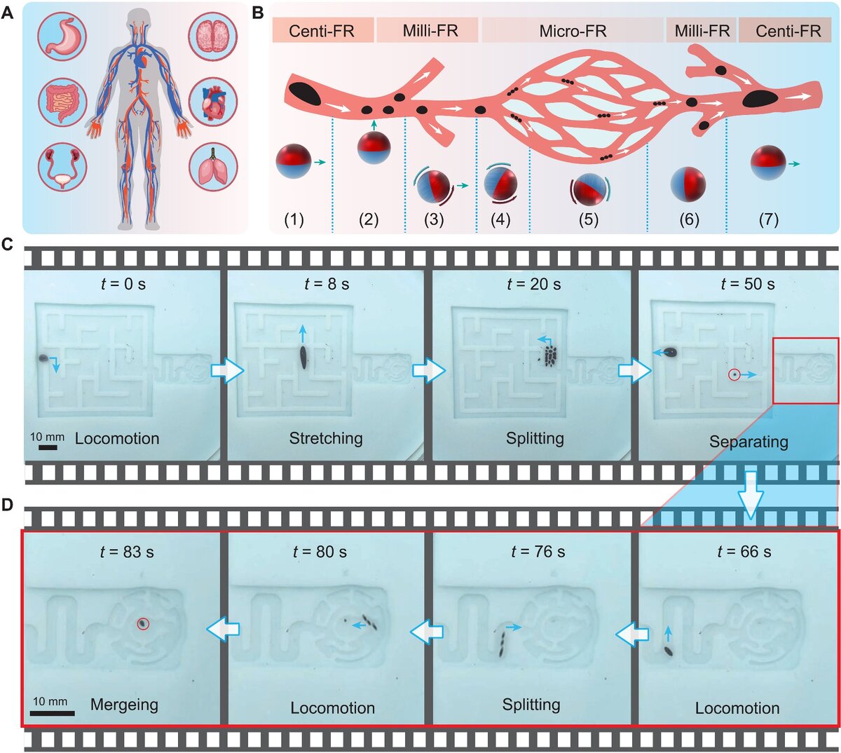    Проникновение робота (черное пятно) сквозь систему сосудов Science Advances (2022). DOI: 10.1126/sciadv.abq1677