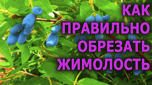 Вся правда об обрезке ЖИМОЛОСТИ осенью. Как правильно обрезать жимолость, чем обработать от болезней и как подкормить жимолость осенью.