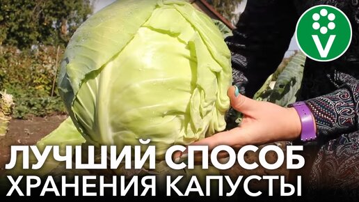 Вот так капуста сохранится до весны! Важные нюансы при сборе и хранении капусты