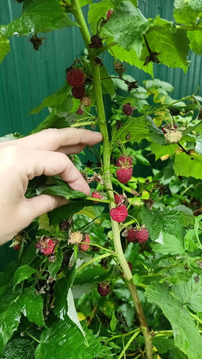 Сегодня 7 октября, но мы опять ягоды собирали. 