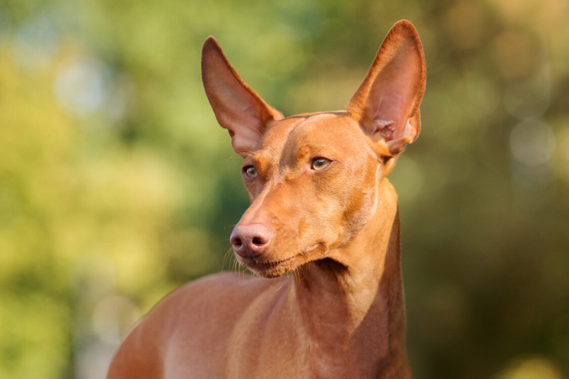 Чирнеко дель этна (Фото: https://cirneco.breedarchive.com/home/index)