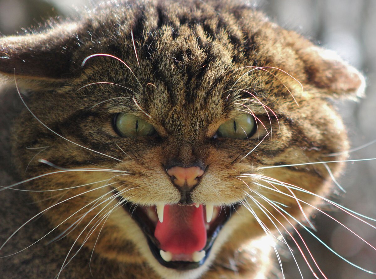 яндекс фото