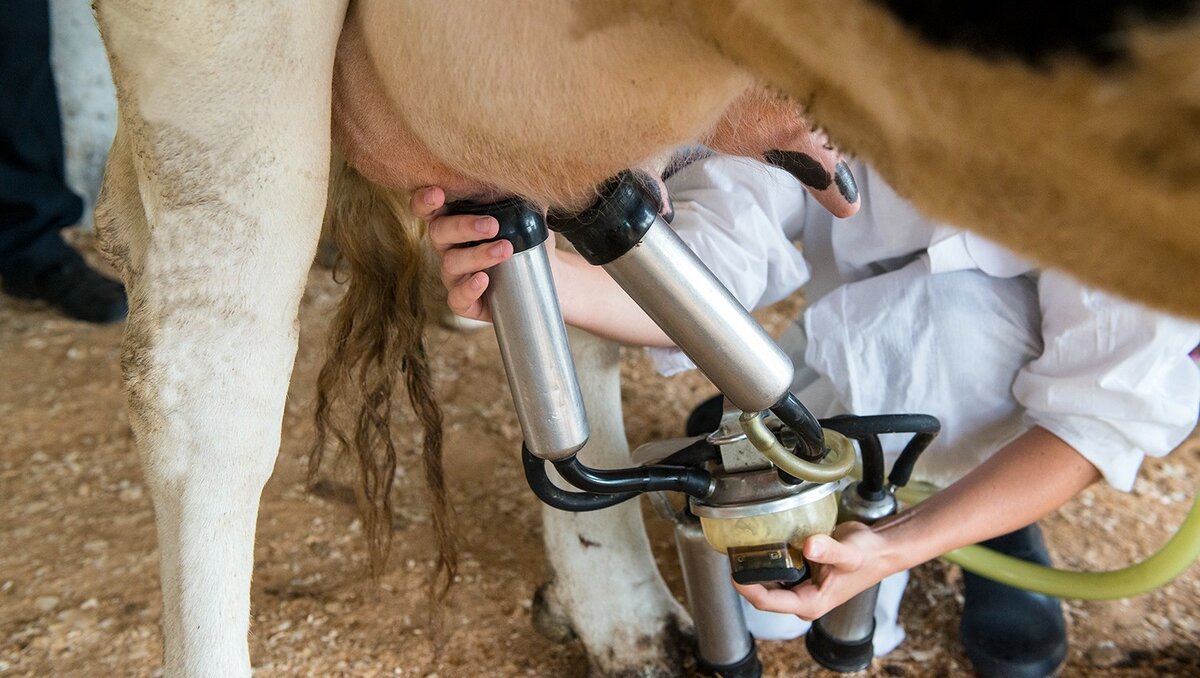     Роскачество составило рейтинг пастеризованного молока и включило в него одну марку из Ростовской области, говорится на сайте организации.
