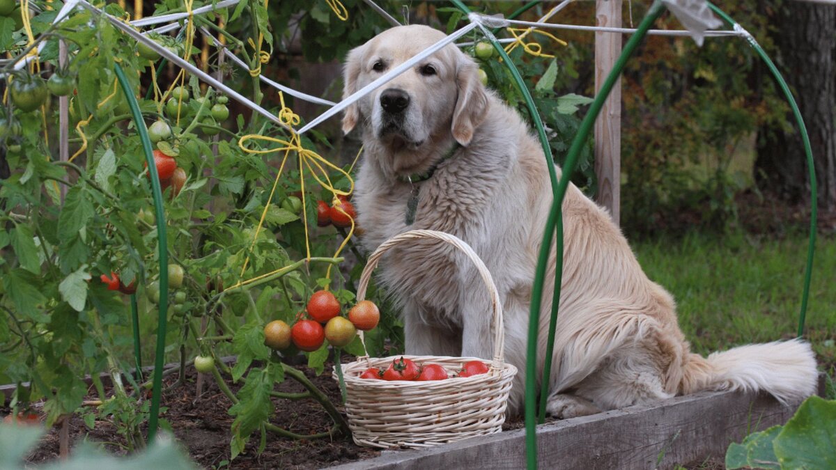 Собака с помидорами 