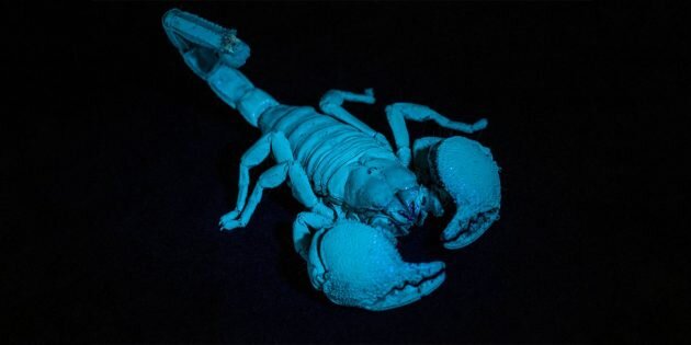 Императорский скорпион флуоресцирует в ультрафиолетовом свете. Изображение: Wikimedia Commons📷

