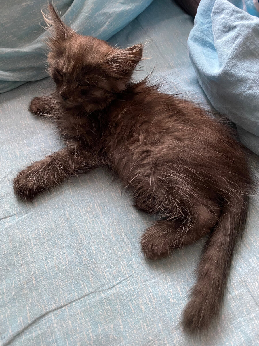 Первая ночь у нас дома, котёнок долго спал…