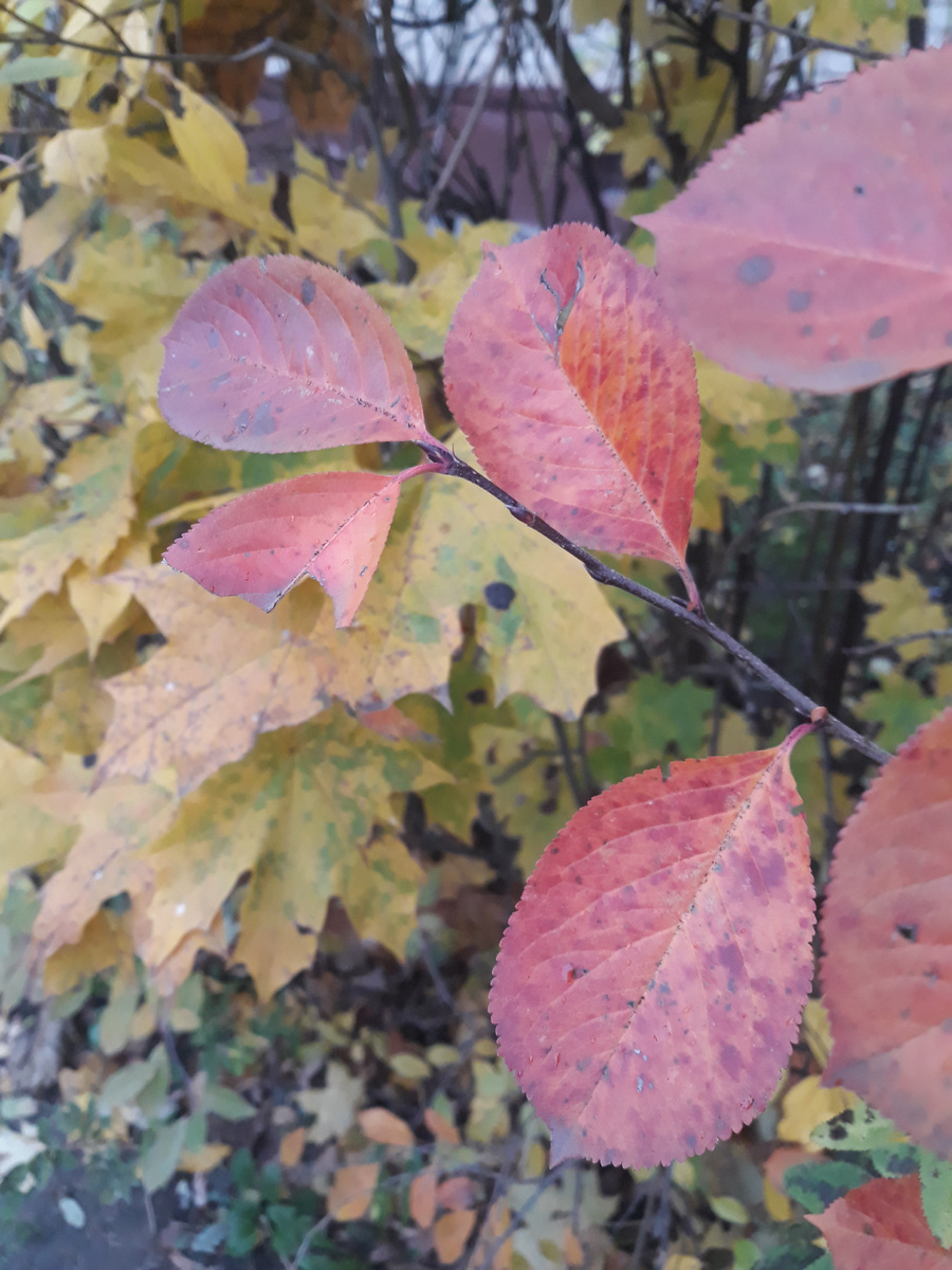 Продолжаю поиски красных листиков :)