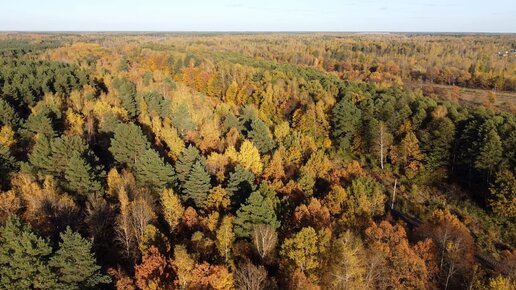 Золотая осень с высоты птичьего полета