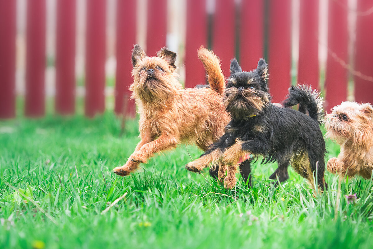 Брюссельский гриффон Глория и бельгийский гриффон Тося.