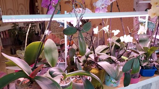 Орхидеи начинают ЗИМНЕЕ цветение. Новая идея размещения!