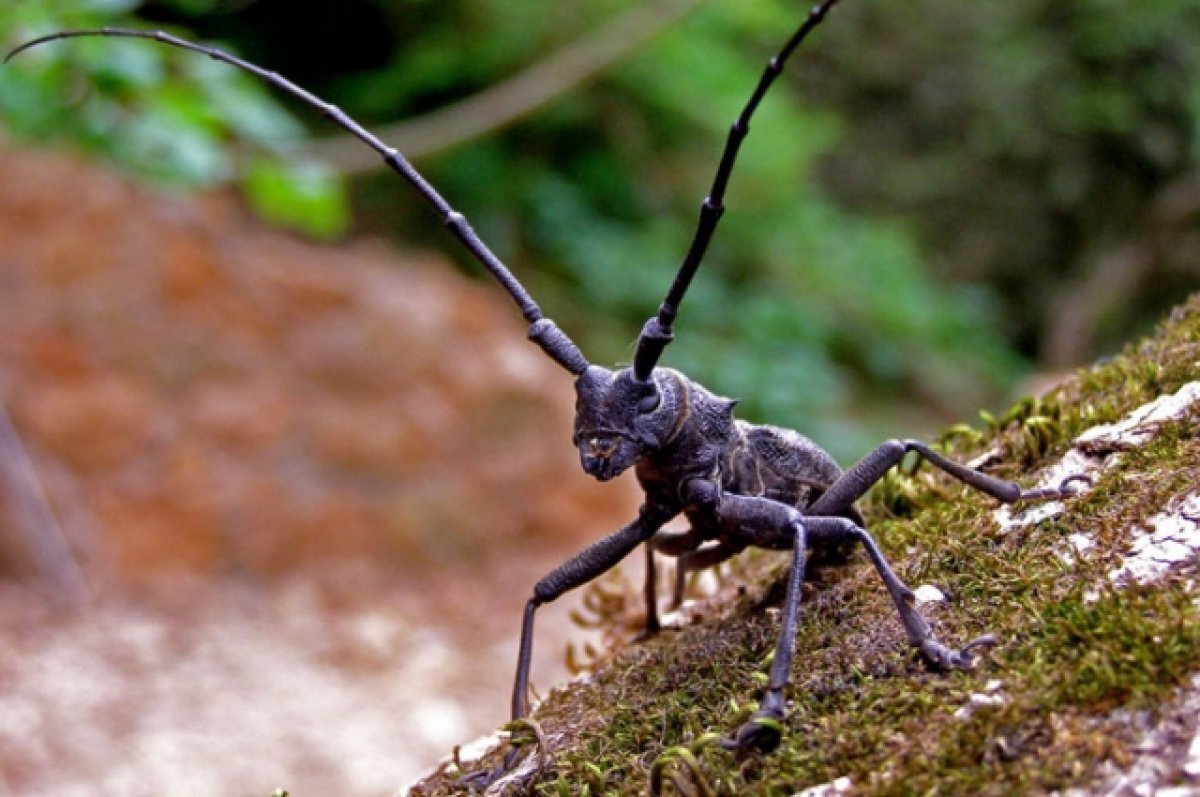   Черный еловый усач является опасным вредителем древесины.