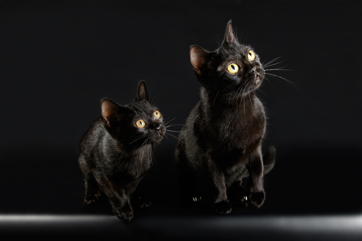 Характер у черных котов не хуже, чем у других. Ведь цвет шерсти не влияет ни на характер кошки, ни на ее возможные экстрасенсорные способности. 