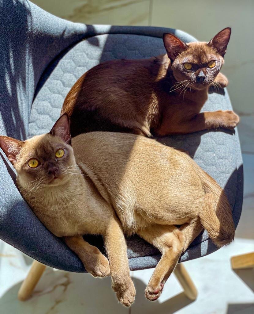 Питомник Jasper Burmese представляет бурманских котят Кайро  и Хэвэн 