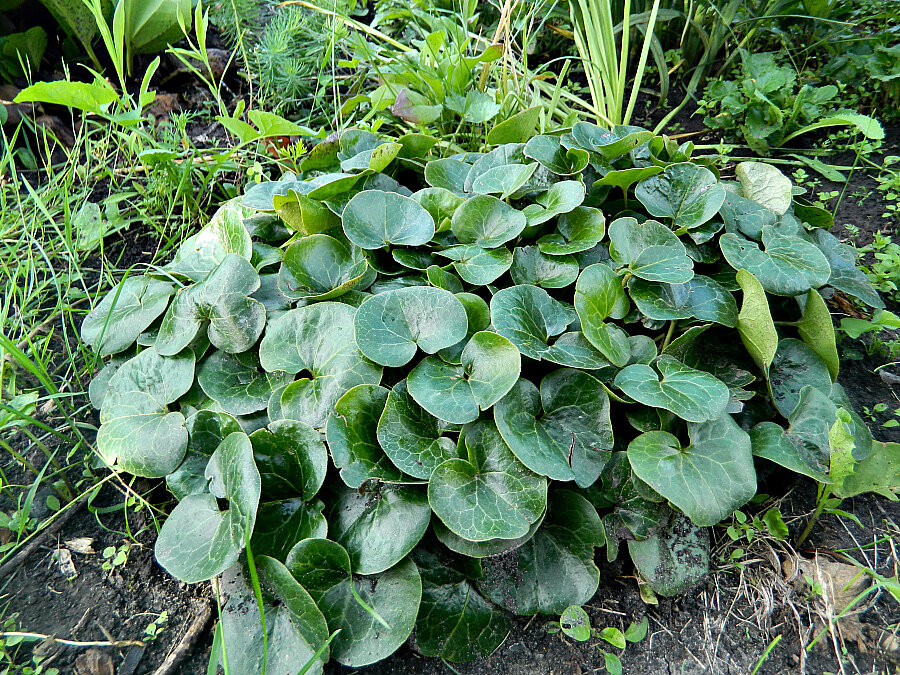 Копытень в моем саду