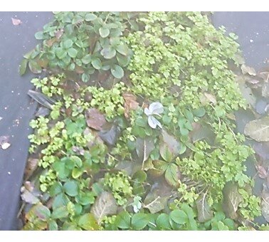 Вот так выглядит моя клубника глубокой осенью с посадками горчицы перед зимовкой