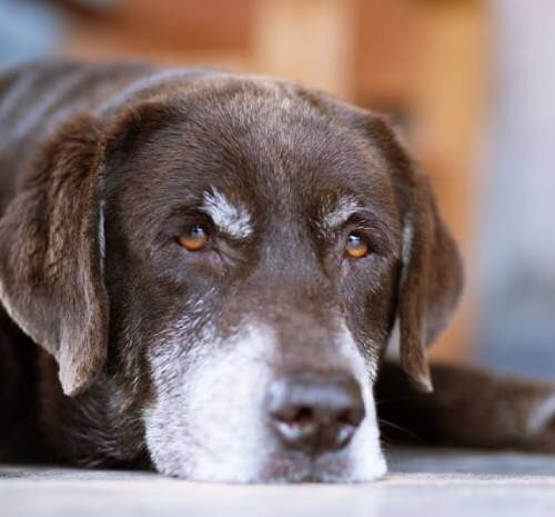 Причина 1: Пищевая аллергия