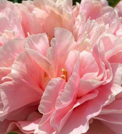 Приближенное фото цветовой палитры пион Пион Celestia Door