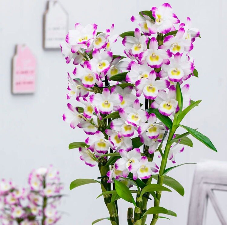 Орхидея Дендробиум (Dendrobium Nobile)