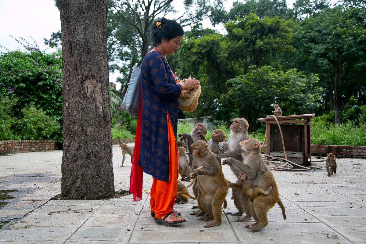 Dog Temple India