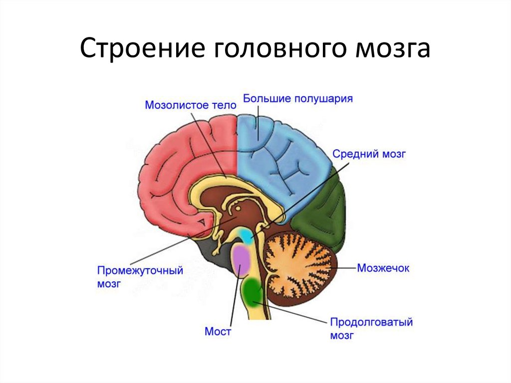 Топография мозга человека. Центр терморегуляции в мозге. Участвует в терморегуляции отдел мозга. Отдел головного мозга отвечающий за терморегуляцию. Терморегуляция какой отдел мозга.