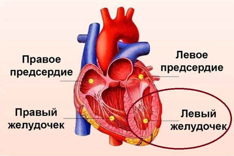 Правое предсердие овальная ямка. Открытое овальное окошко у новорожденного. Сердце анатомия желудочки и предсердия. Левое предсердие и левый желудочек разделены перегородкой. Строение полостей сердца.