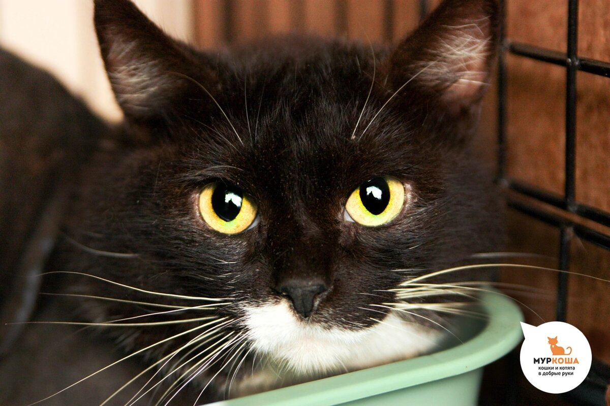 Приехал в Adoption центр «Муркоша» с передержки.