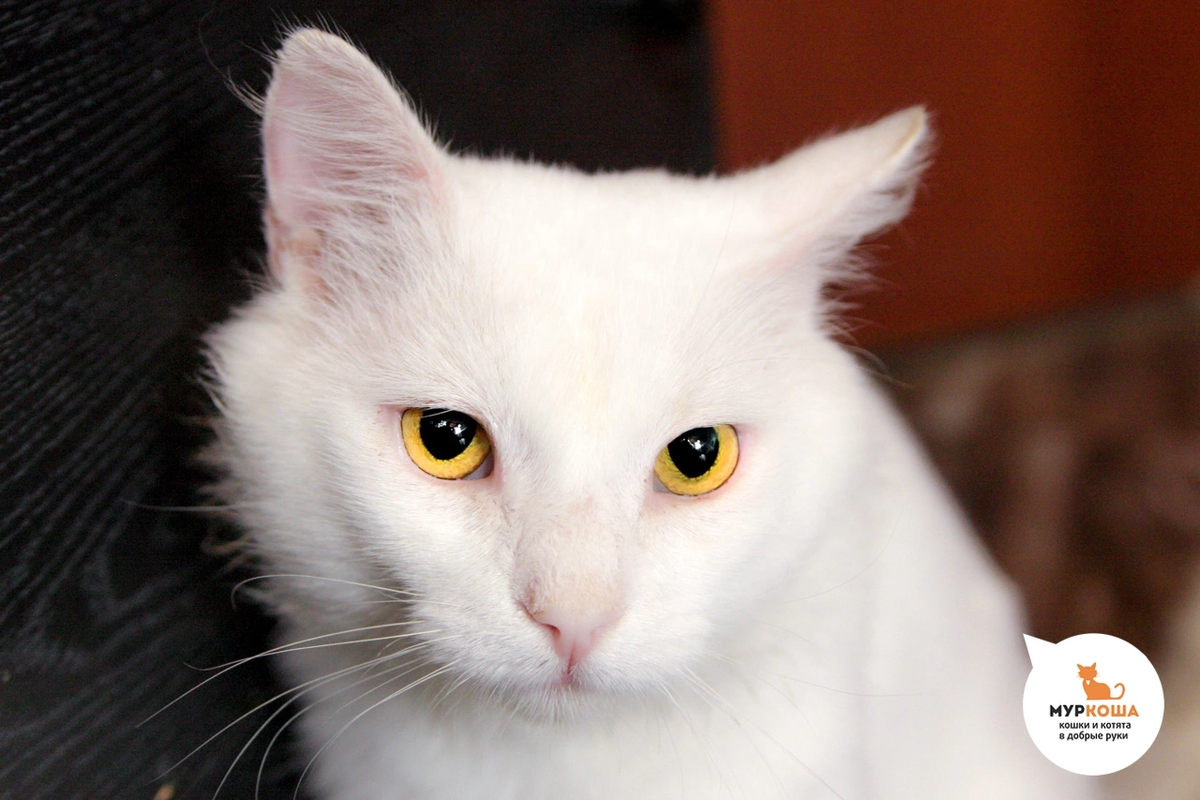 🚹 Монарх, 5 лет. Наш Монарх всем хорош: белый и пушистый, добрый и ласковый, игривый и разговорчивый... Такому коту всё по плечу! 😽 приезжайте знакомиться 🙏🏻 Монарх лично приглашает в гости. 
