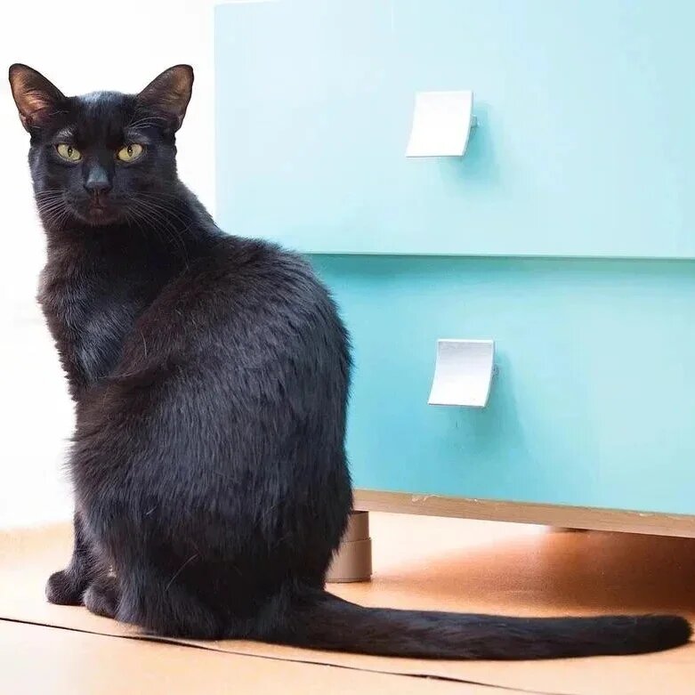 Кот бусик. Кот авангард. Кот бусик инстаграм. Мягкая игрушка басик бэби. И сколько кот его зовут бусик.