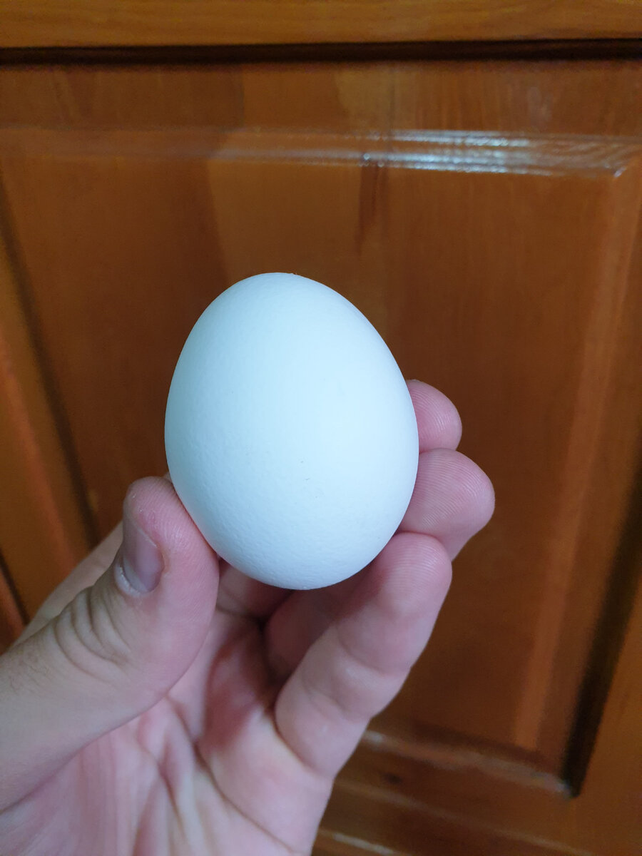 Домашние яйца лучше, чем из супермаркета?