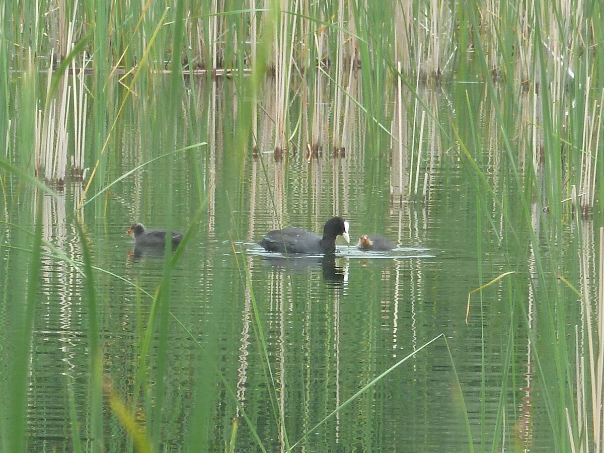 Весной пруд становится полноводным. И вода сохраняется всё лето.
Фото автора