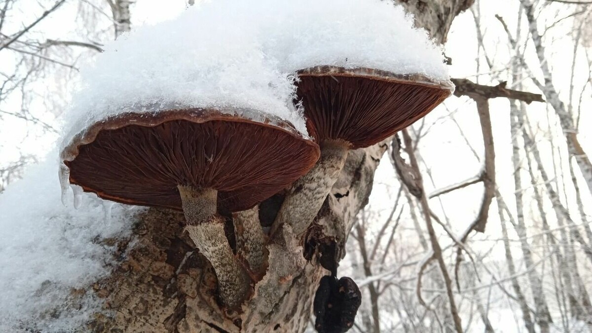     Нижегородцы, несмотря на морозы и снег, обнаружили грибы в лесу. Фотографиями своих находок они поделились в соцсетях.